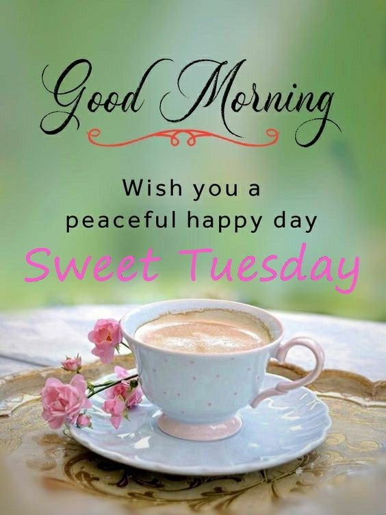 Tuesday morning, Good Morning Happy Tuesday: Wishes, images and quotes for  WhatsApp