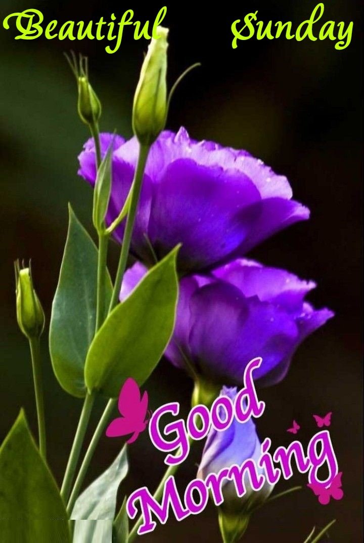 Good Morning Happy Sunday Wishes Collection HD