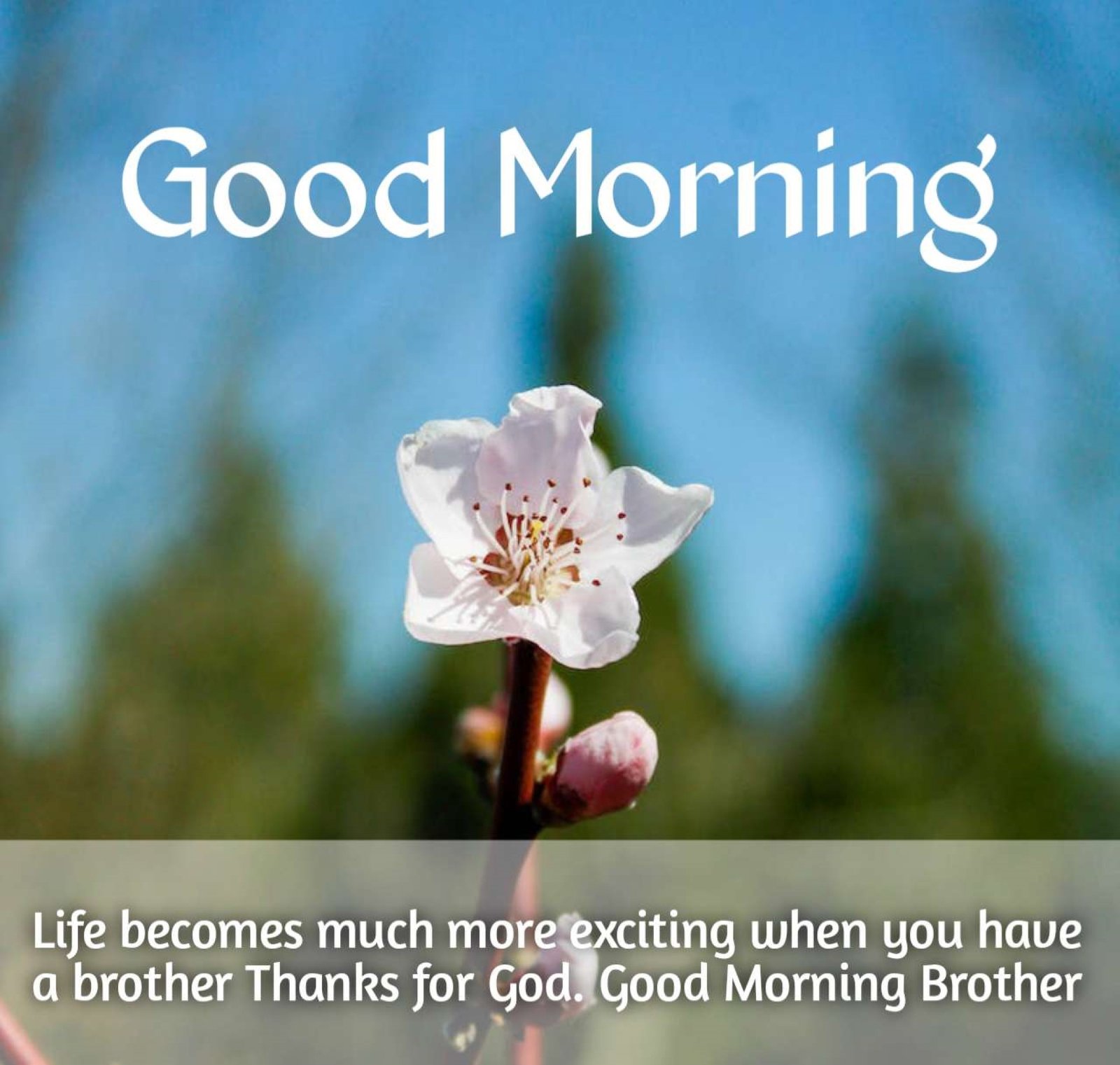 New Style Good Morning Brother 2023 Images Whatsapp Collection E-Cards