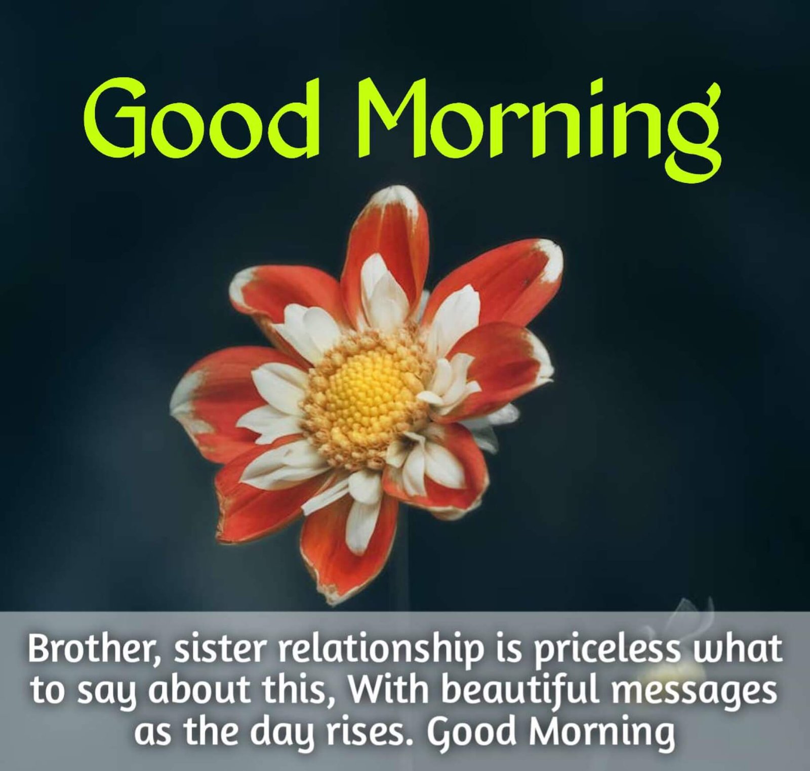 New Style Good Morning Sister Quotes 2023 Images Whatsapp Unique Blissful