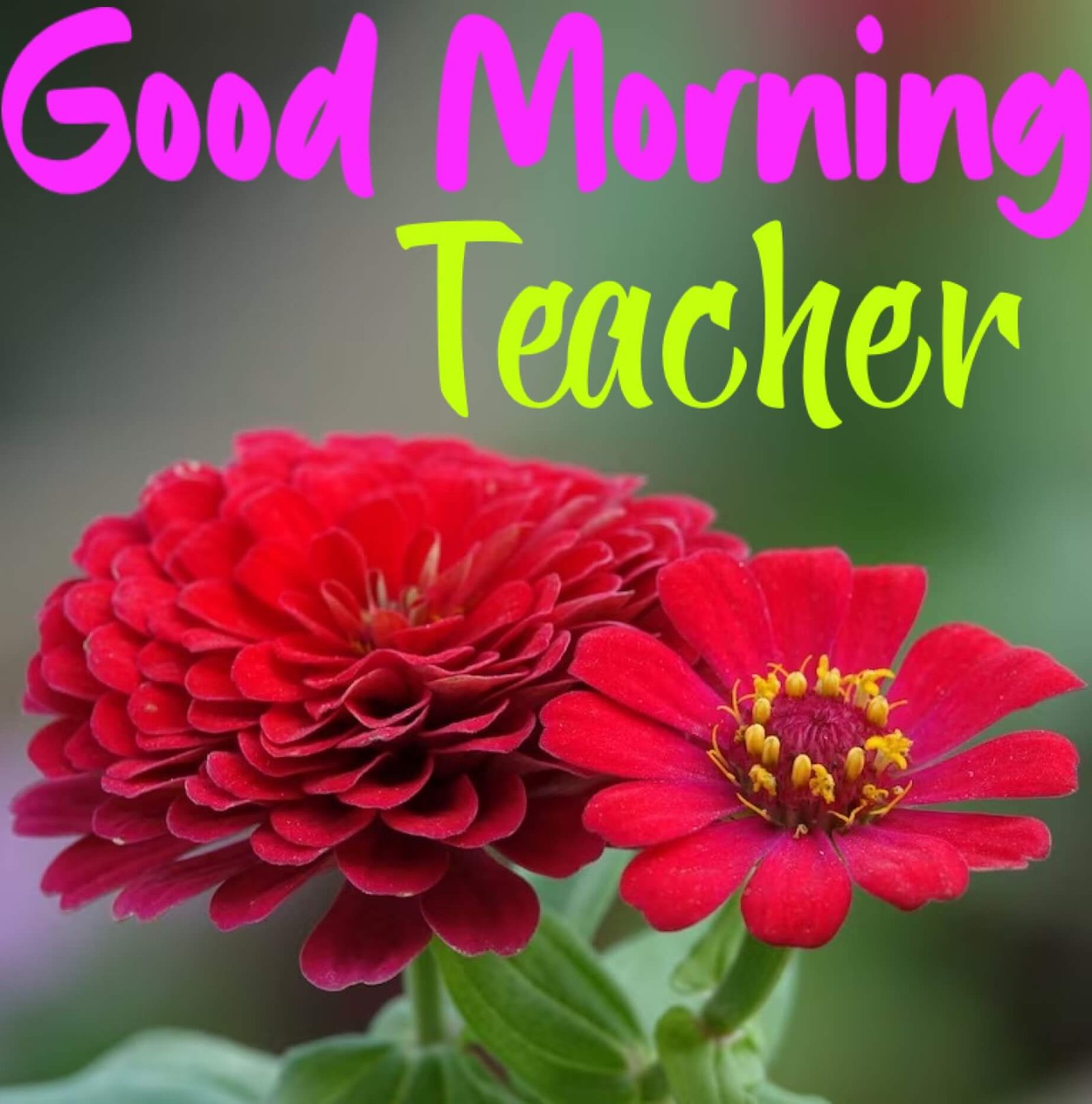 New Style Good Morning Teacher Quotes 2023 Images Whatsapp Thoughts Best New Style Good Morning Teacher Quotes 2023 Images Whatsapp Thoughts Best