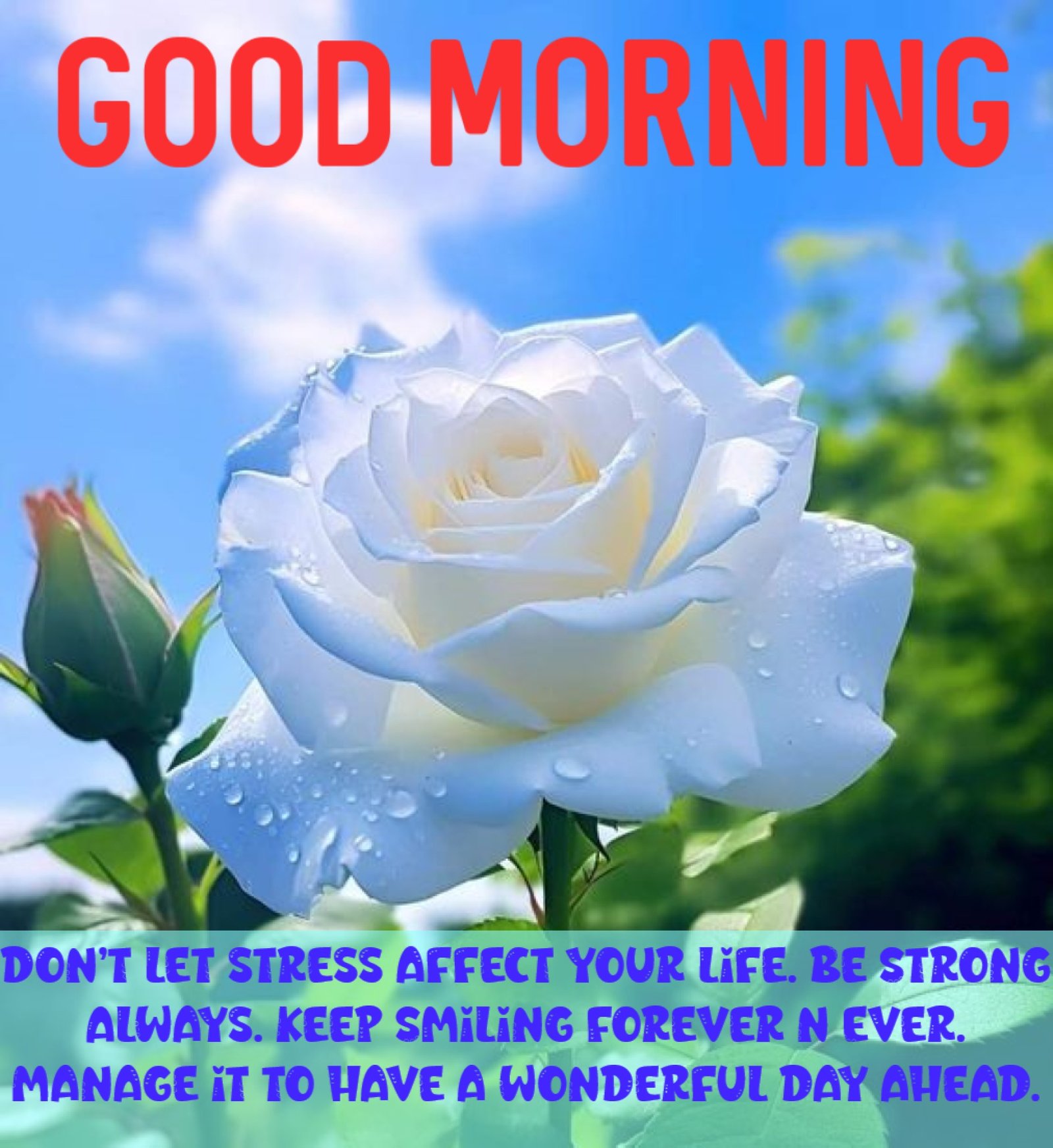 New Style Good Morning Blue Roses Quotes 2024 Images Whatsapp Logo Free Interesting