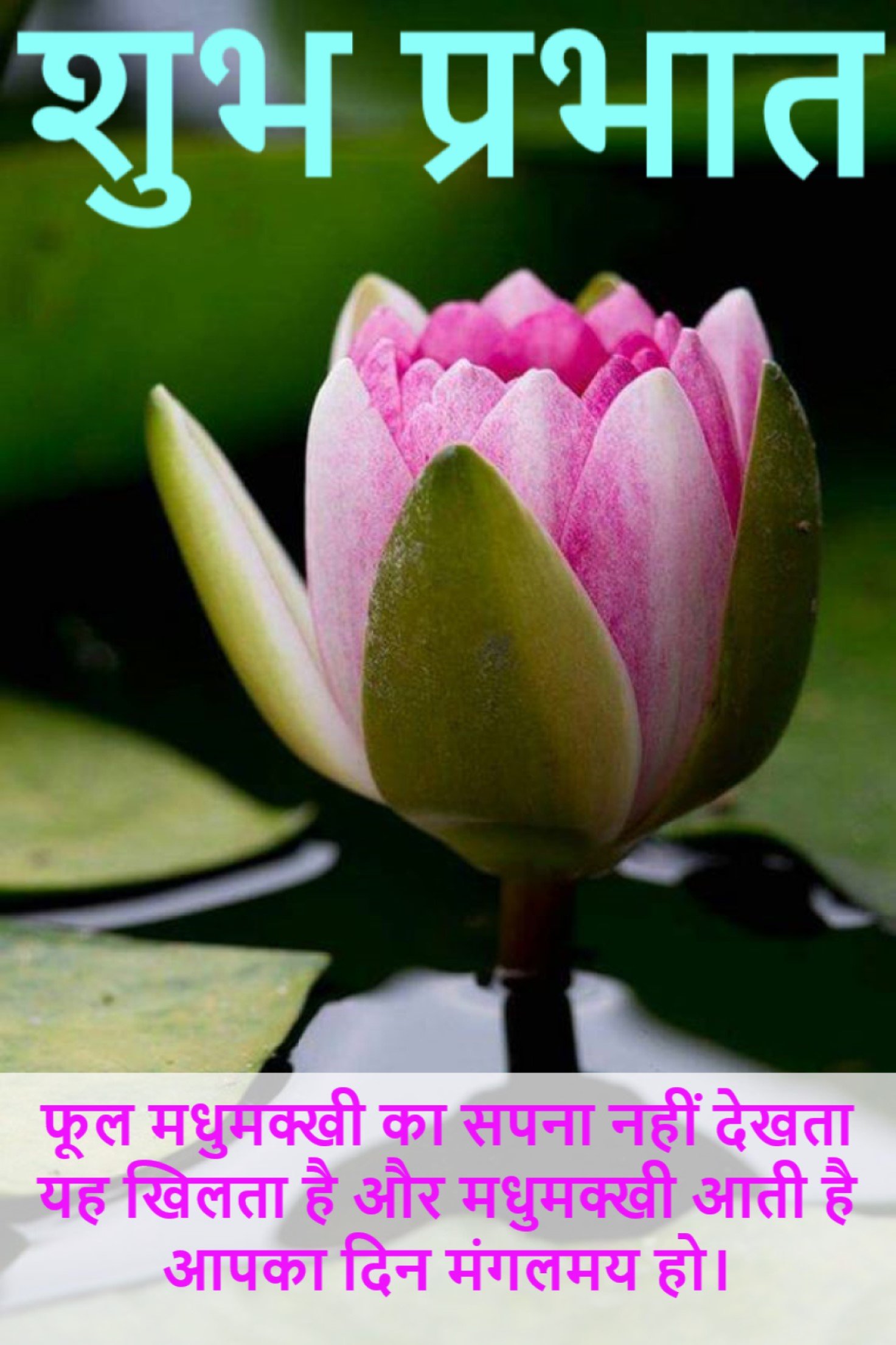 New Style Good Morning High Quality Lotus (Kamal Ka Phool) Flowers Quotes 2024 Images Whatsapp Awesome Blossom Celebrations