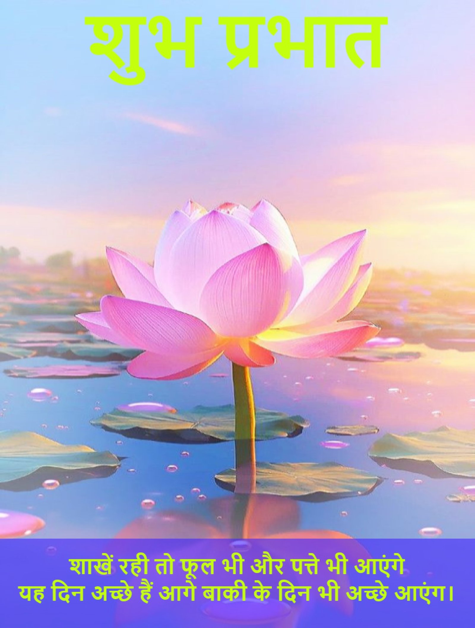 New Style Good Morning High Quality Lotus (Kamal Ka Phool) Flowers Quotes 2024 Images Whatsapp Awesome Images
