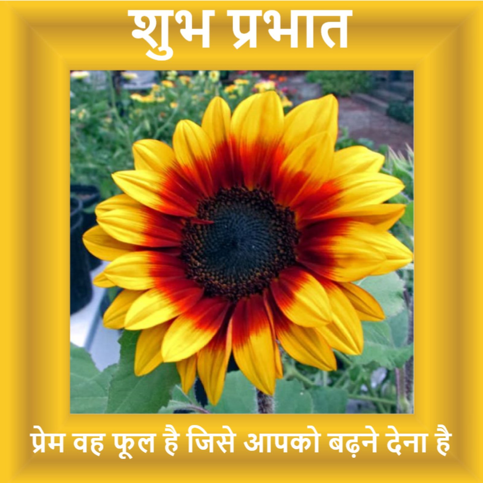 New Style Good Morning High Quality Sunflowers Quotes 2024 Images Whatsapp Blissful No Logo