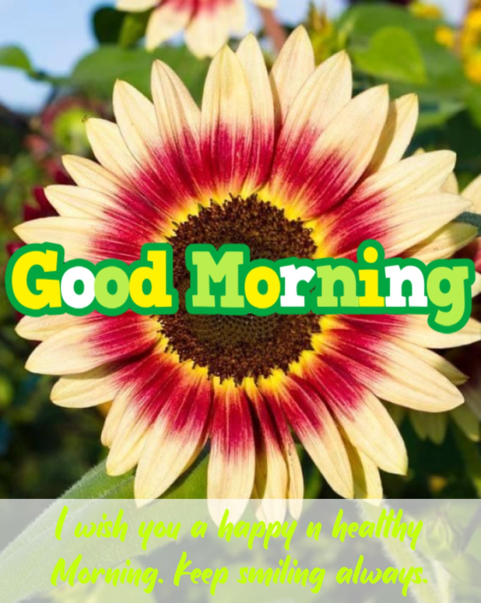 New Style Good Morning High Quality Sunflowers Quotes 2024 Images Whatsapp Different Sweet