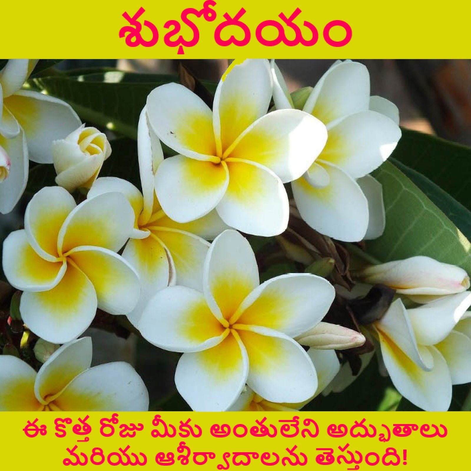 New Style Good Morning Jasmine Chameli Flowers Quotes 2024 Images Whatsapp No Watermark Eye-Catching