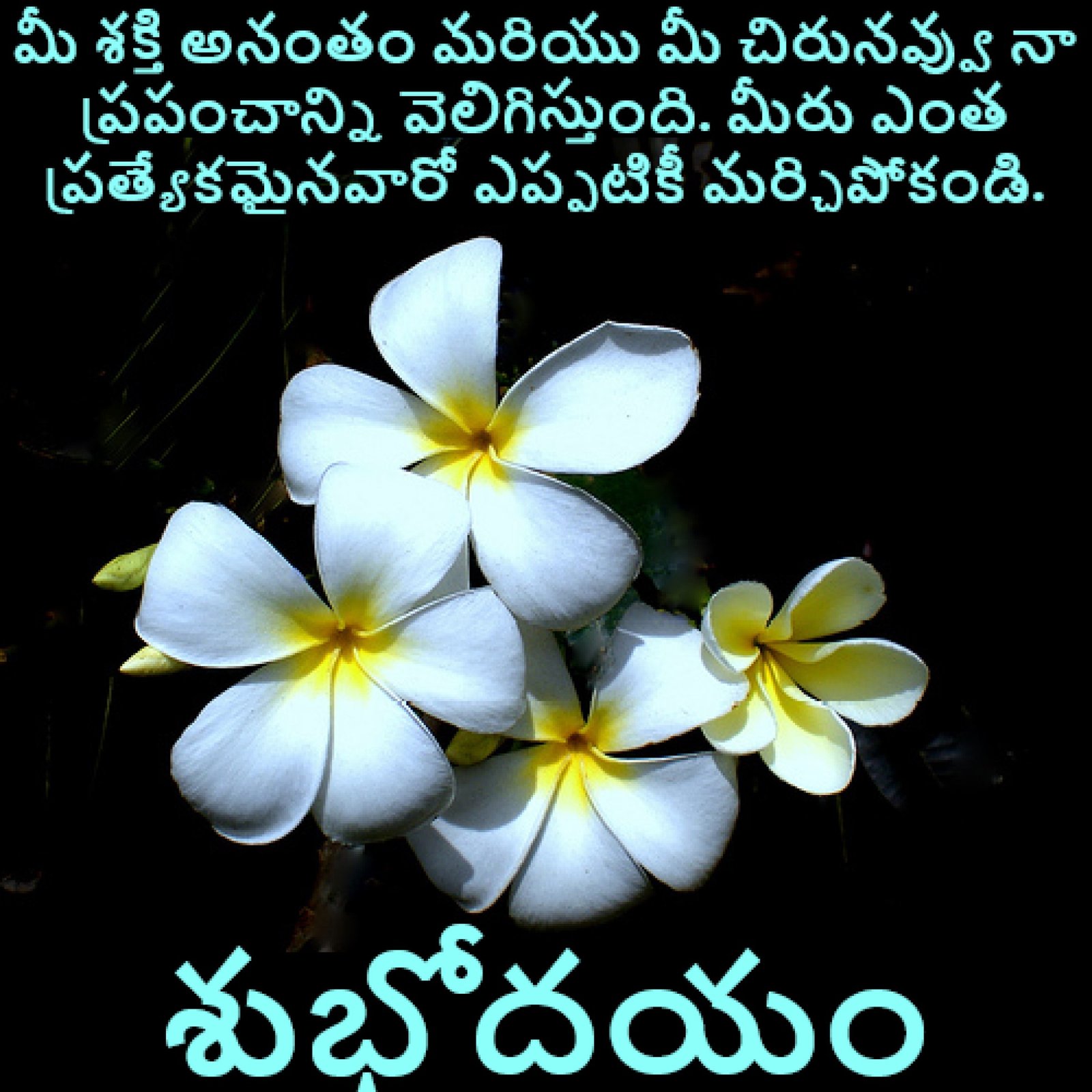New Style Good Morning Jasmine Chameli Flowers Quotes 2024 Images Whatsapp Peaceful Big