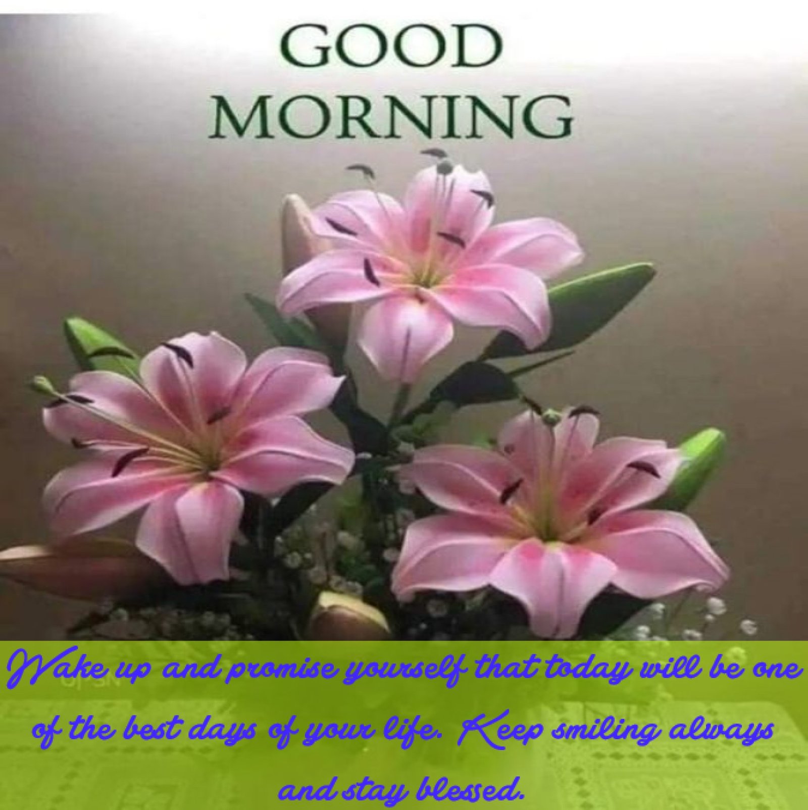 New Style Good Morning Lily Flowers Quotes 2024 Images Whatsapp Common Unique