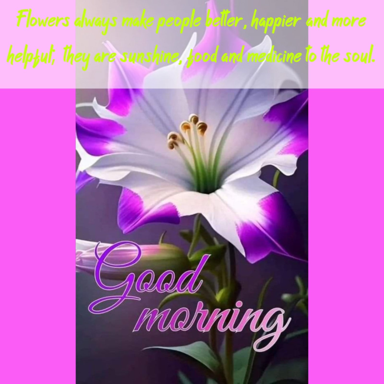 New Style Good Morning Lily Flowers Quotes 2024 Images Whatsapp Original Pictures