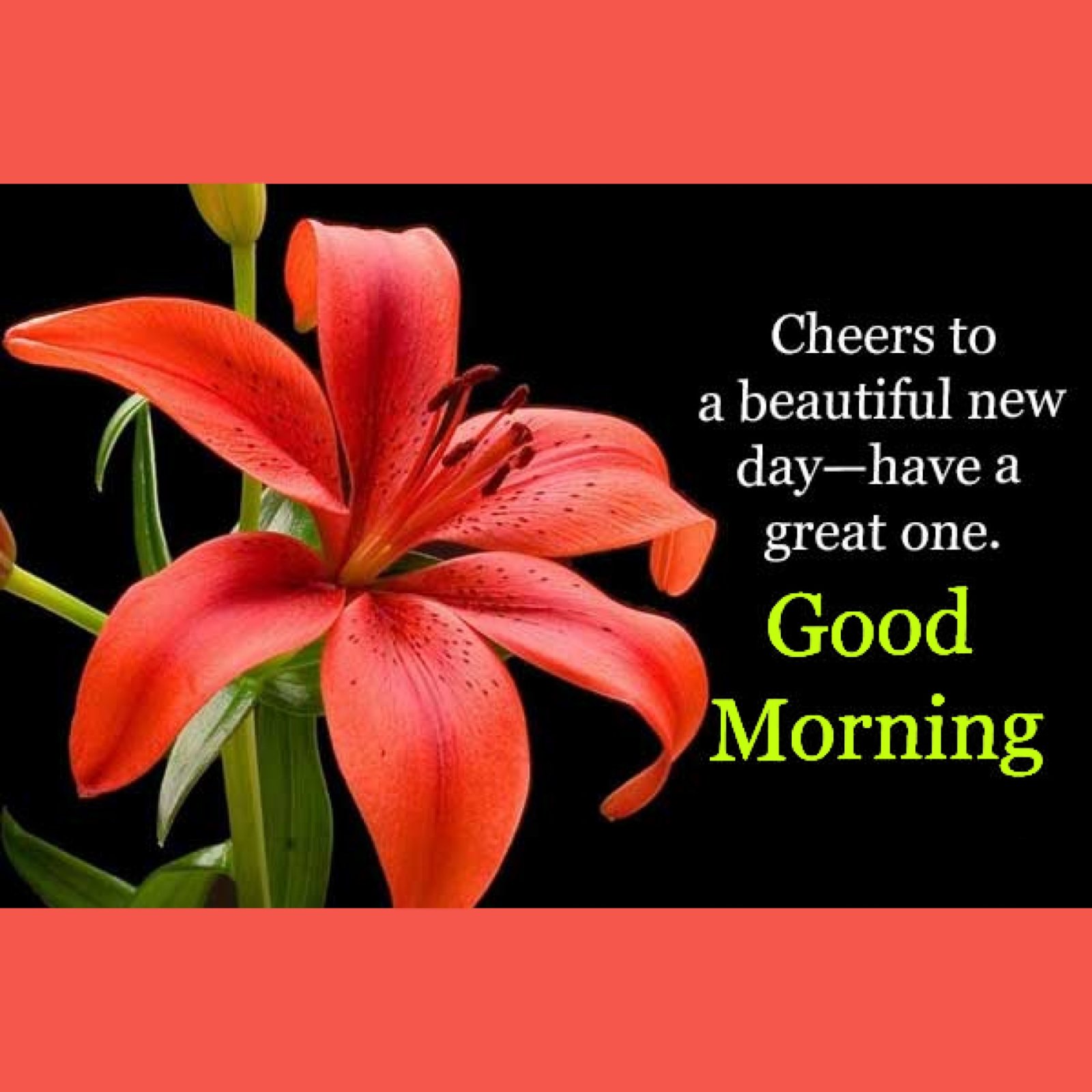 New Style Good Morning Lily Flowers Quotes 2024 Images Whatsapp PhotoOfTheDay Without Watermark