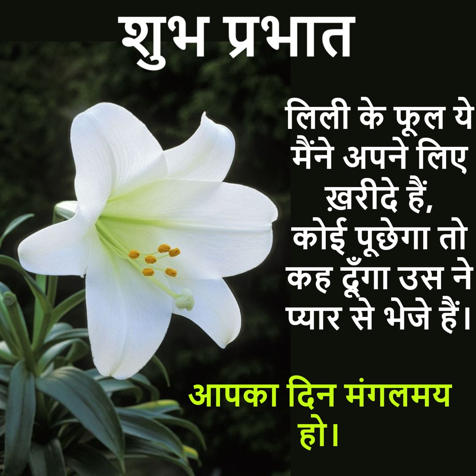 New Style Good Morning Lily Flowers Quotes 2024 Images Whatsapp Relation Greetings