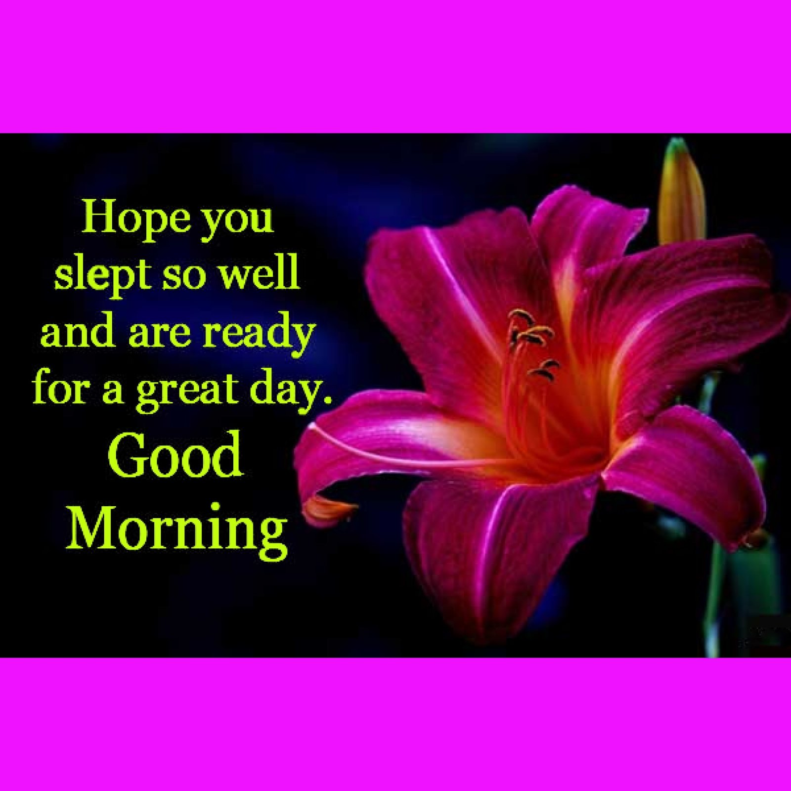 New Style Good Morning Lily Flowers Quotes 2024 Images Whatsapp Sign Sweet