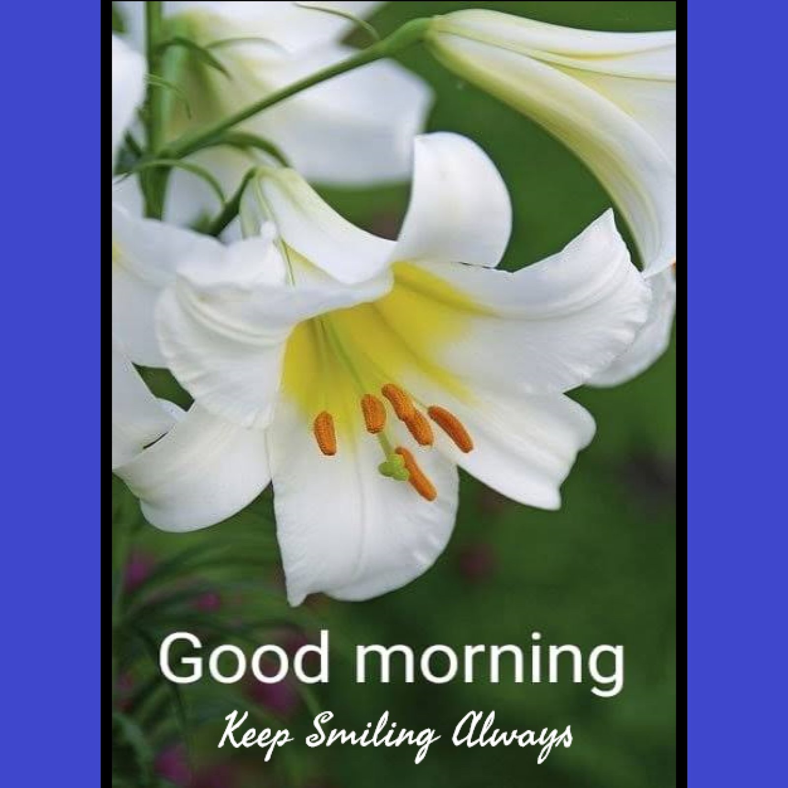 New Style Good Morning Lily Flowers Quotes 2024 Images Whatsapp Sweet Watermark Free