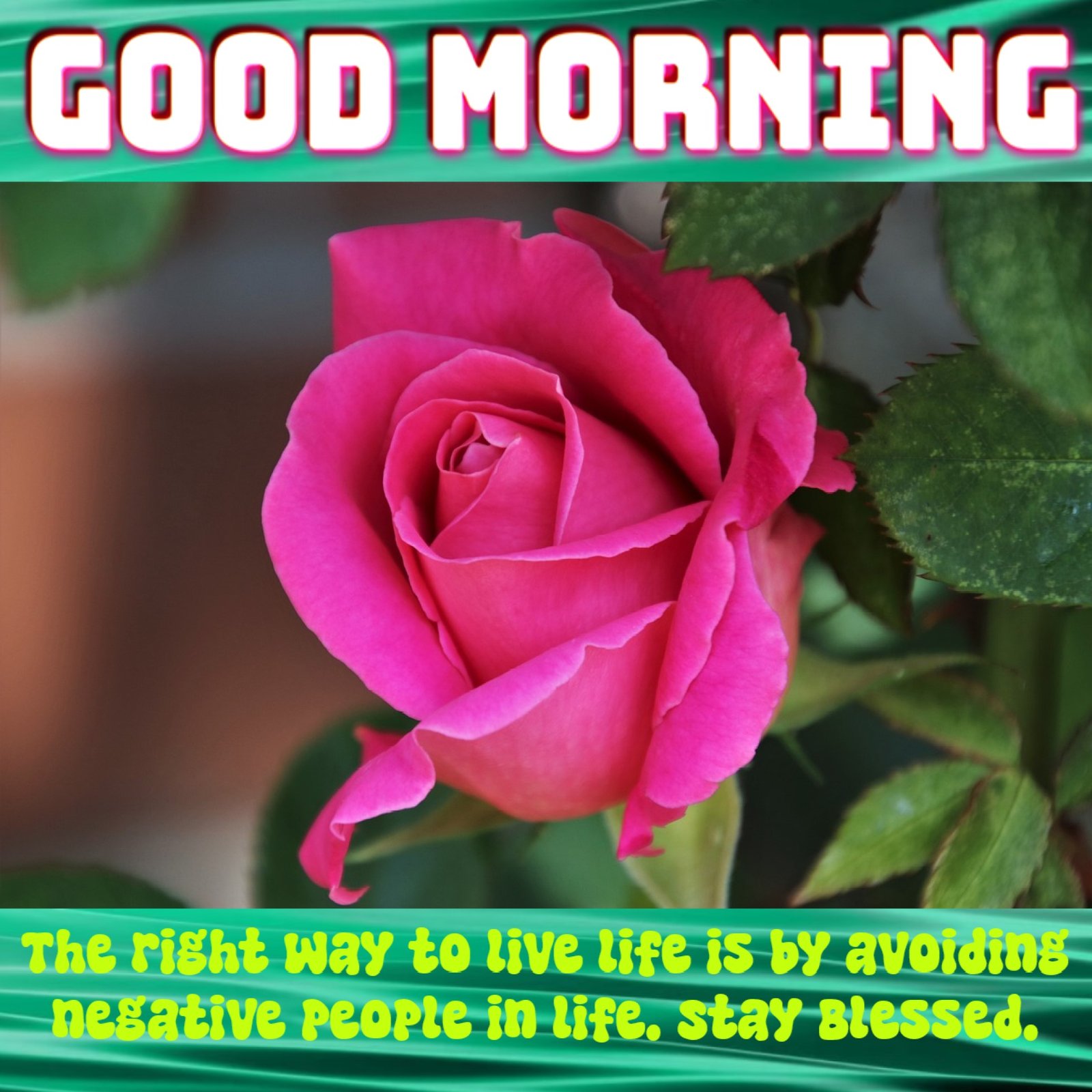 New Style Good Morning Pink Roses Quotes 2024 Images Whatsapp Cool Sign
