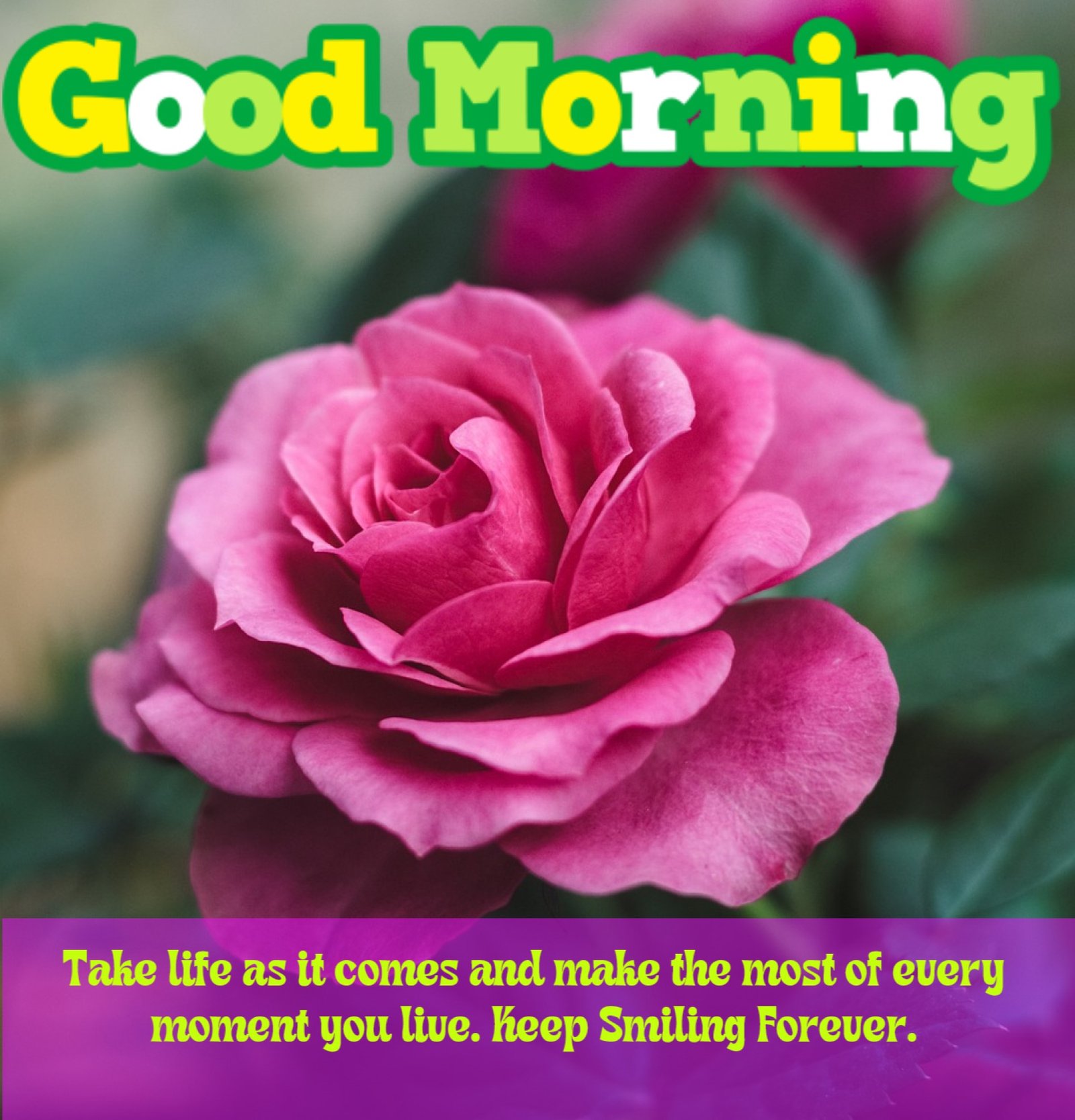 New Style Good Morning Pink Roses Quotes 2024 Images Whatsapp Free Heart-Touching