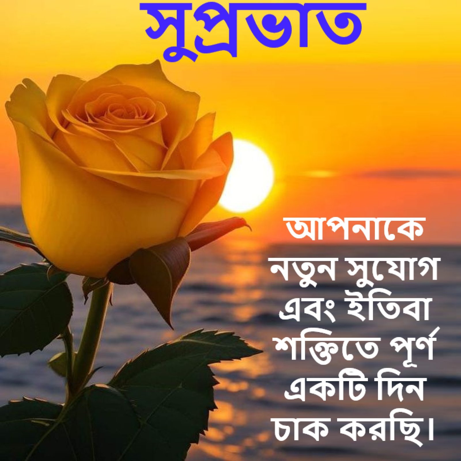 New Style Good Morning White N Yellow Roses Flowers Quotes 2024 Images Whatsapp Ancient Viber Status
