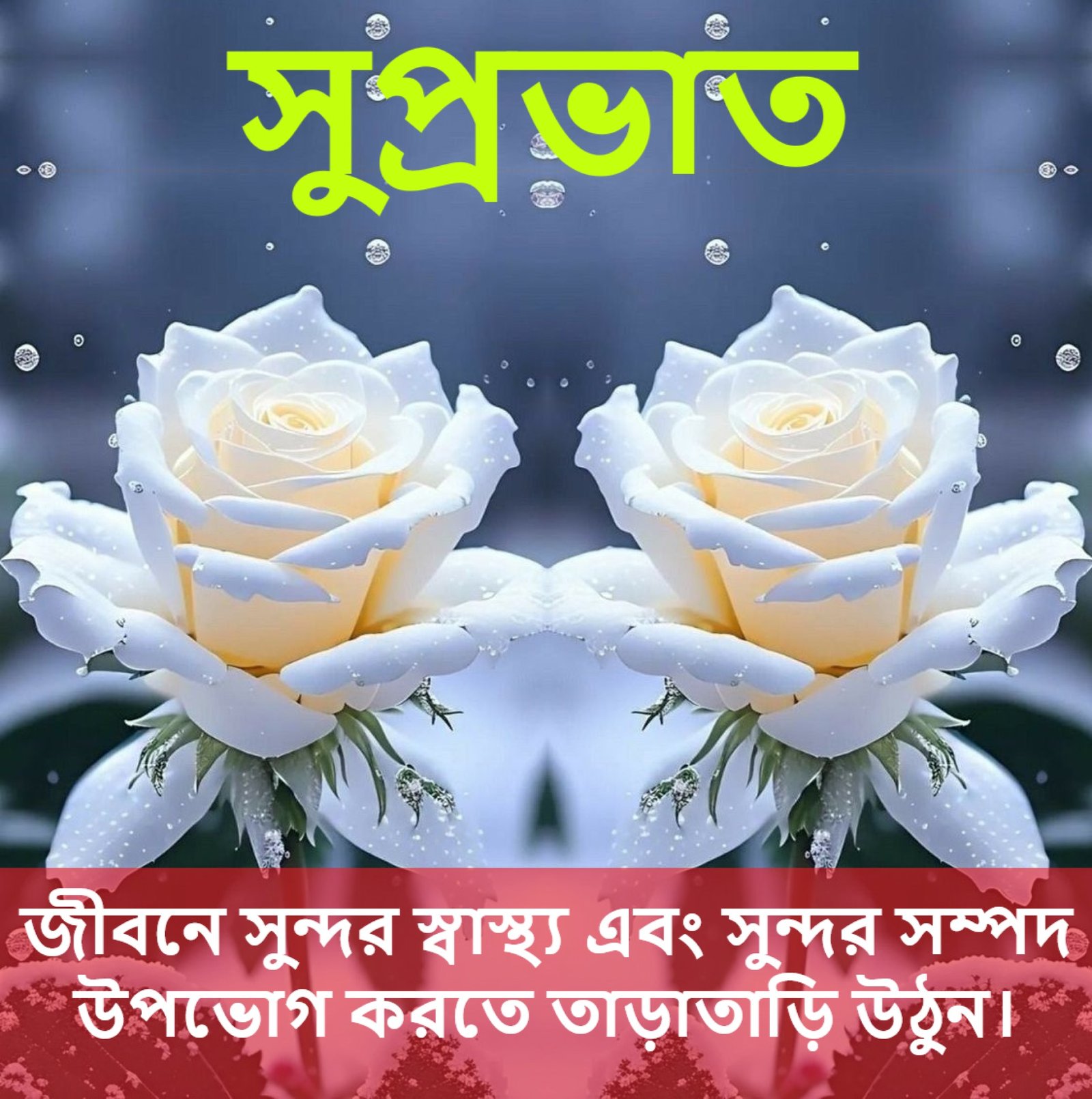 New Style Good Morning White N Yellow Roses Flowers Quotes 2024 Images Whatsapp Best 4K