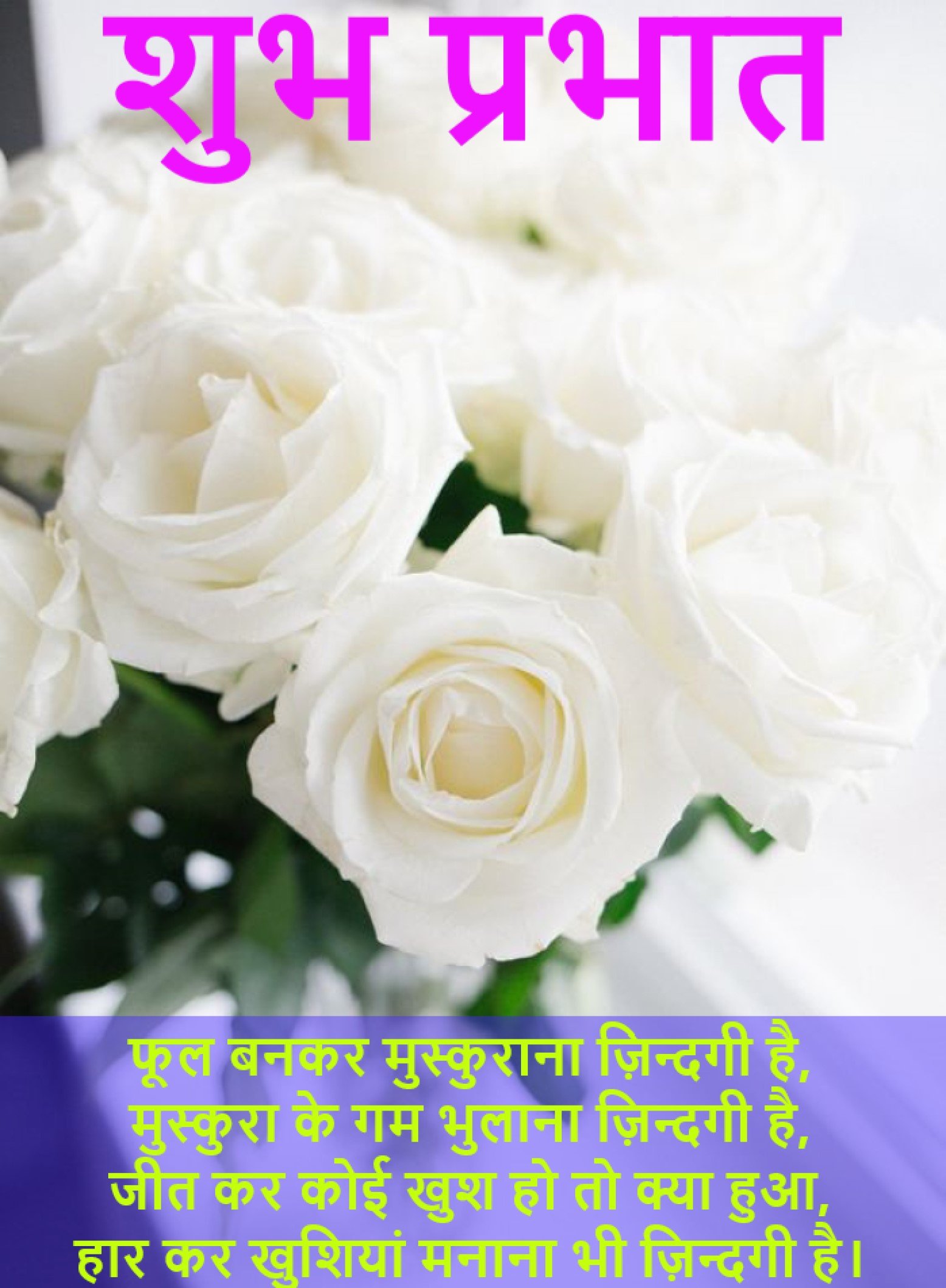 New Style Good Morning White N Yellow Roses Flowers Quotes 2024 Images Whatsapp Huge Download