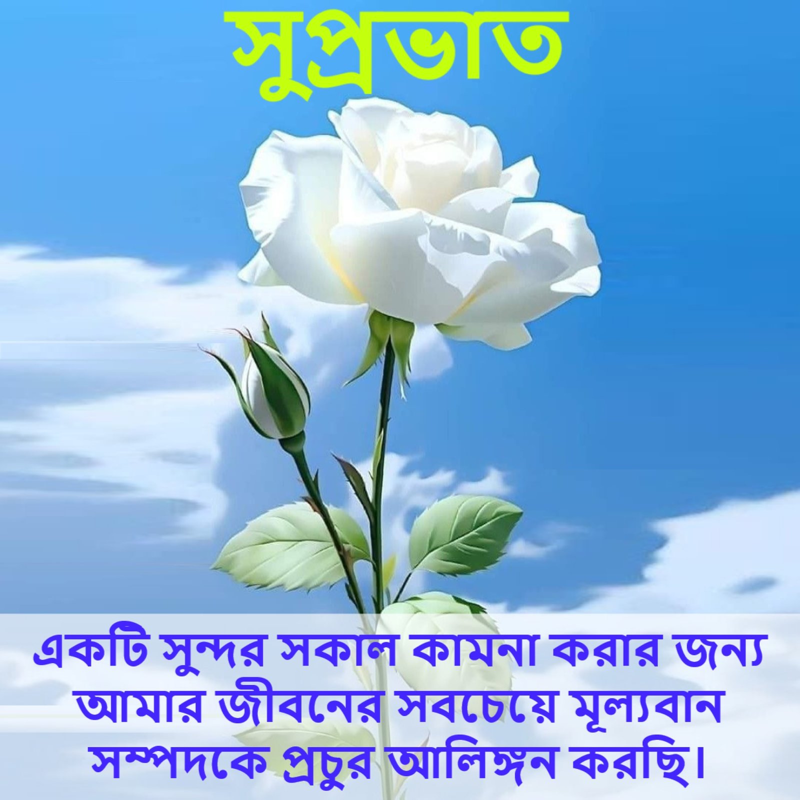 New Style Good Morning White N Yellow Roses Flowers Quotes 2024 Images Whatsapp Without Watermark Share It