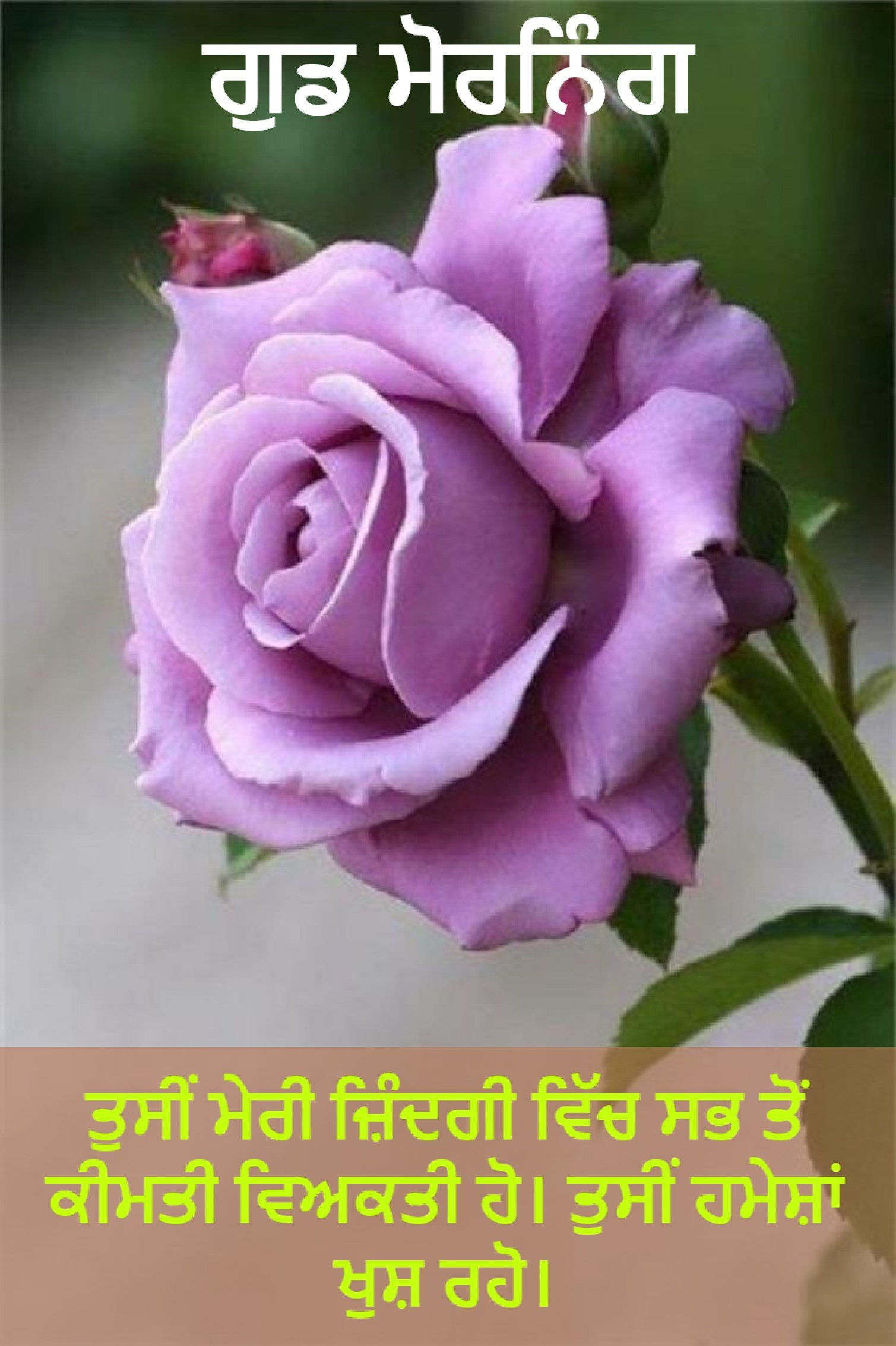 New Style Good Morning High Quality Roses (Gulaab) Flowers Quotes 2024 Images Whatsapp Joyful Awesome